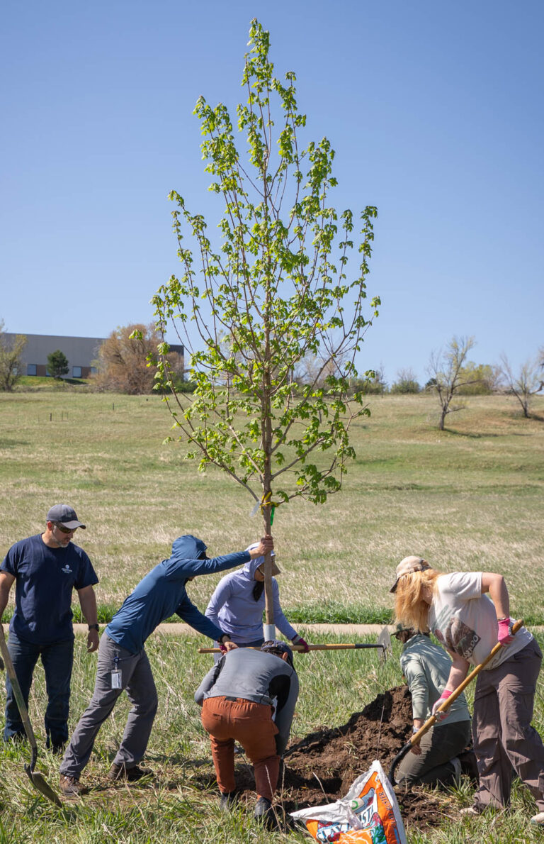 Volunteers planting a tree.